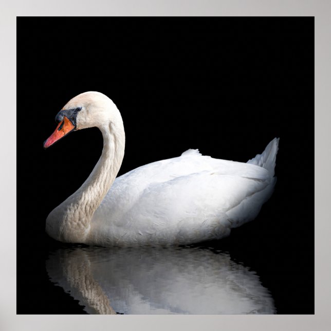 Affiche Cygne blanc sur noir (Devant)