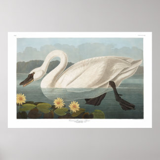 Affiche Cygne commun américain, Plaque 411 - Audubon