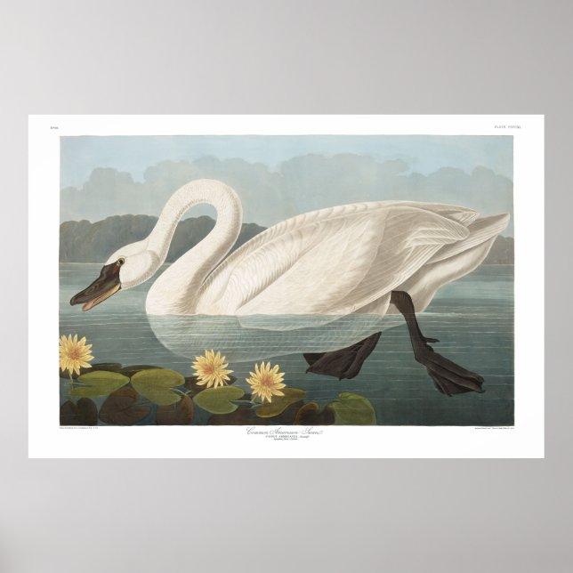 Affiche Cygne commun américain, Plaque 411 - Audubon (Devant)
