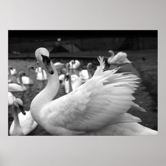 Affiche Cygne dans le parc de l'île Barry