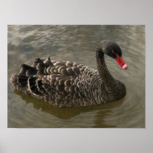 Affiche Cygne noir