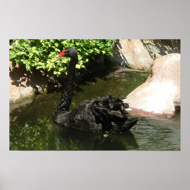 Affiche Cygne noir (Devant)
