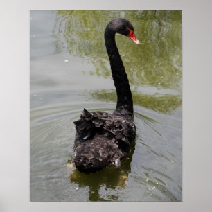 Affiche Cygne noir dans un étang tranquille