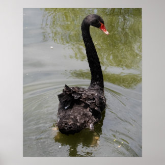 Affiche Cygne noir dans un étang tranquille