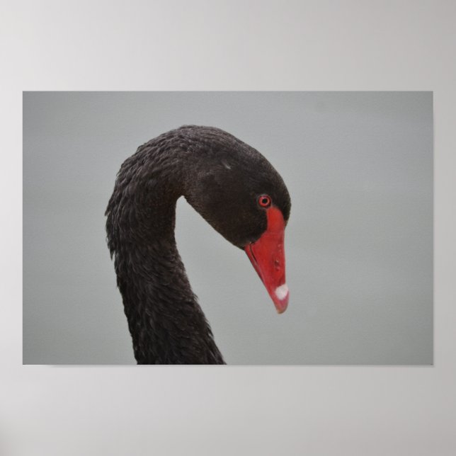 Affiche Cygne noir exotique (Devant)