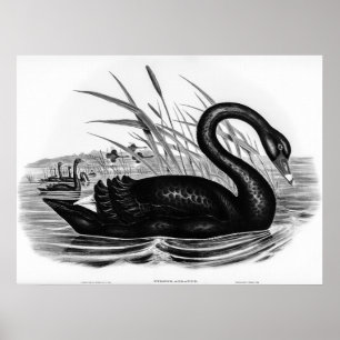 Affiche Cygne noir vintage par Elizabeth Gould