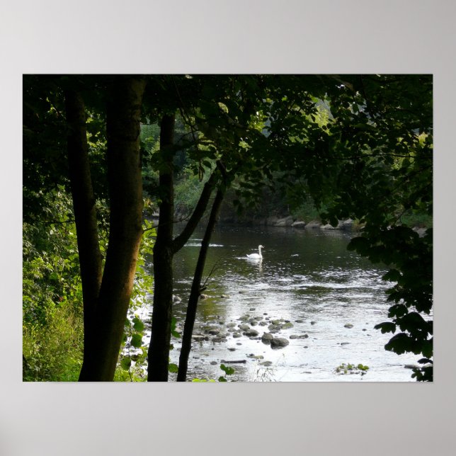 Affiche Cygne sur la rivière II (Devant)