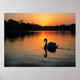 Affiche Cygne sur un lac, photographie pittoresque,