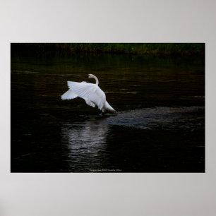 Affiche Cygne trompette