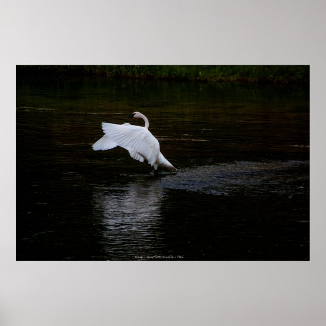 Affiche Cygne trompette (Devant)