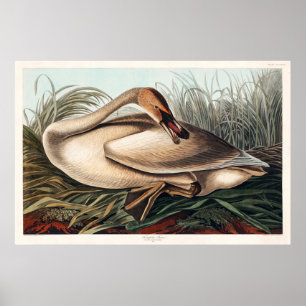 Affiche Cygne trompette par John James Audubon