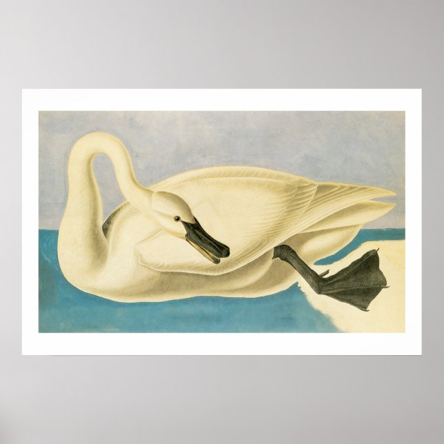 Affiche Cygne trompette par John James Audubon, Oiseau Vin (Devant)