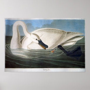 Affiche Cygne Trumpeter blanc vintage