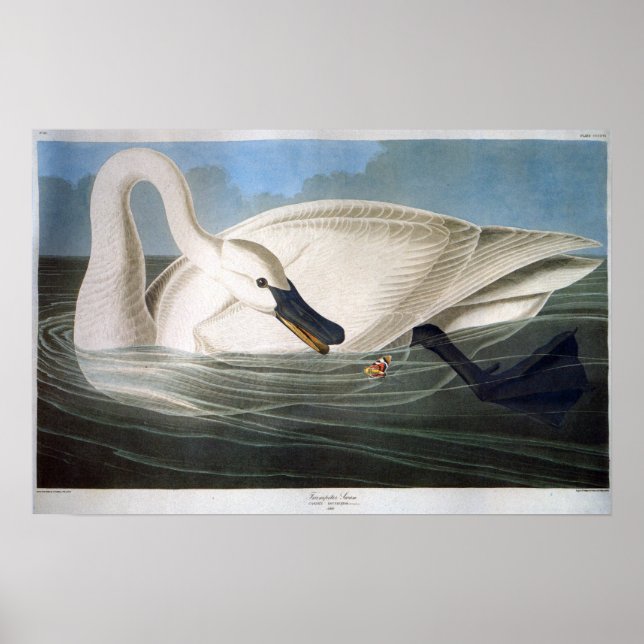 Affiche Cygne Trumpeter blanc vintage (Devant)
