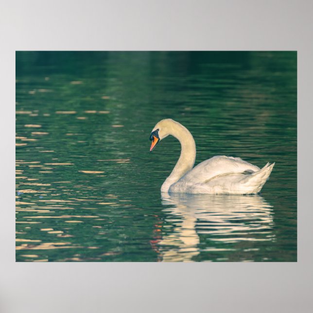 Affiche Cygne tuberculé (Devant)