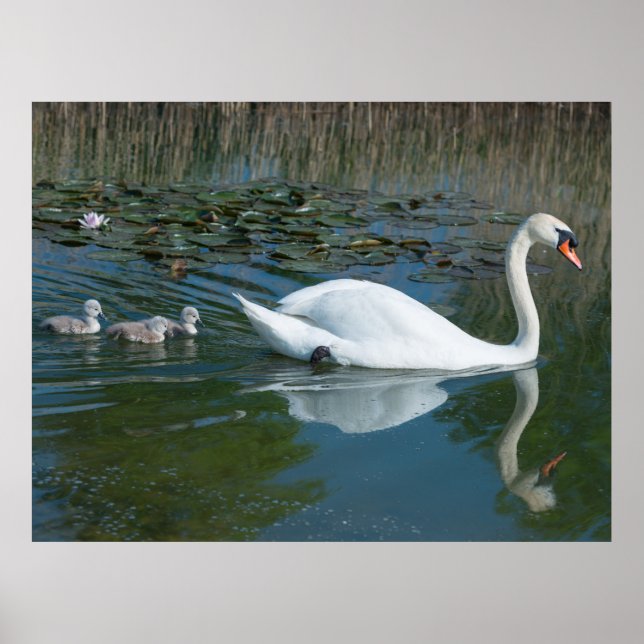Affiche Cygne tuberculé blanc avec des cygneaux canetons s (Devant)