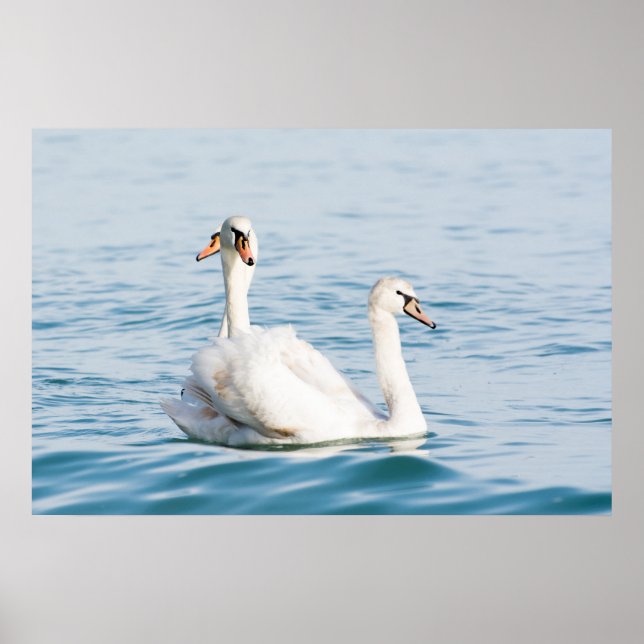 Affiche Cygnes (Devant)