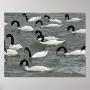 Affiche Cygnes à cou noir (Cygnus melancoryphus) sur