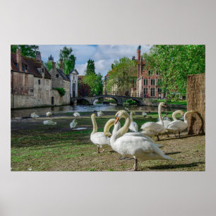 Affiche Cygnes blancs dans le centre de Bruges