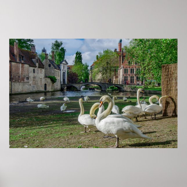 Affiche Cygnes blancs dans le centre de Bruges (Devant)