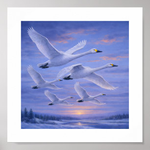 Affiche Cygnes chanteurs dans le ciel hivernal – Oiseaux s