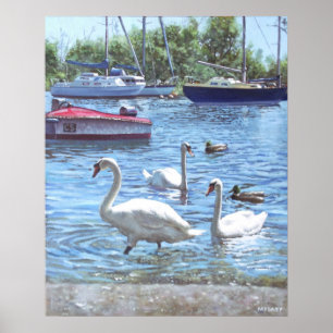 Affiche cygnes et bateaux du port de christchurch