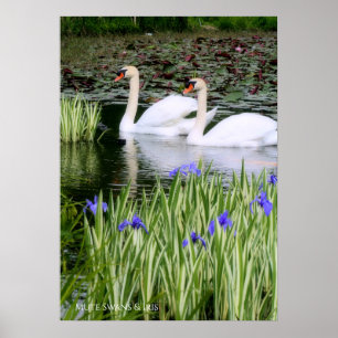 Affiche Cygnes muets & Iris : papier de l'affiche de valeu