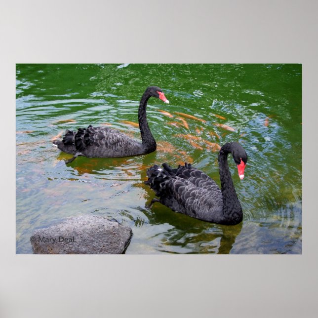 Affiche Cygnes noirs (Devant)
