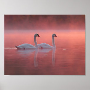 Affiche Cygnes Romantiques sur le Lac Rose au Lever de Sol