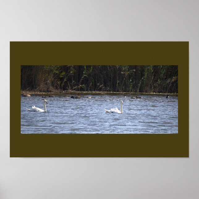 Affiche Cygnes sur l'étang (Devant)