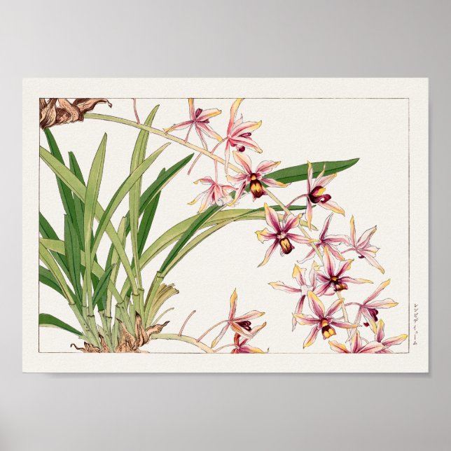 Affiche Cymbidium by Tanigami Konan (Devant)