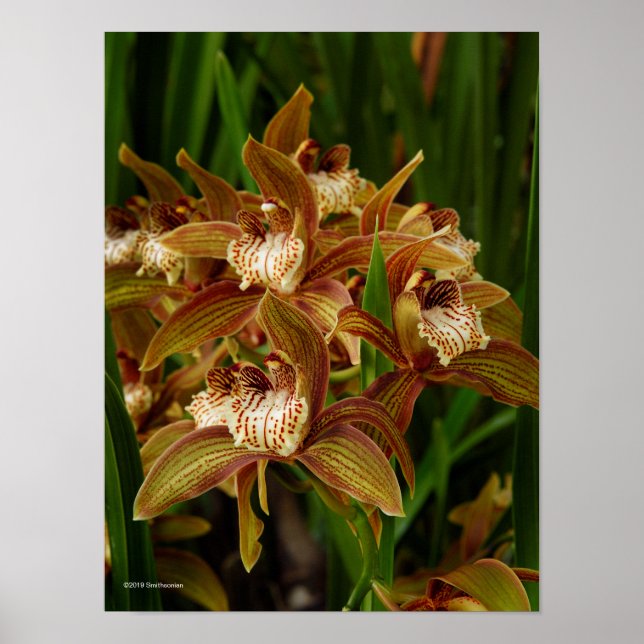 Affiche Cymbidium tryanum (Devant)