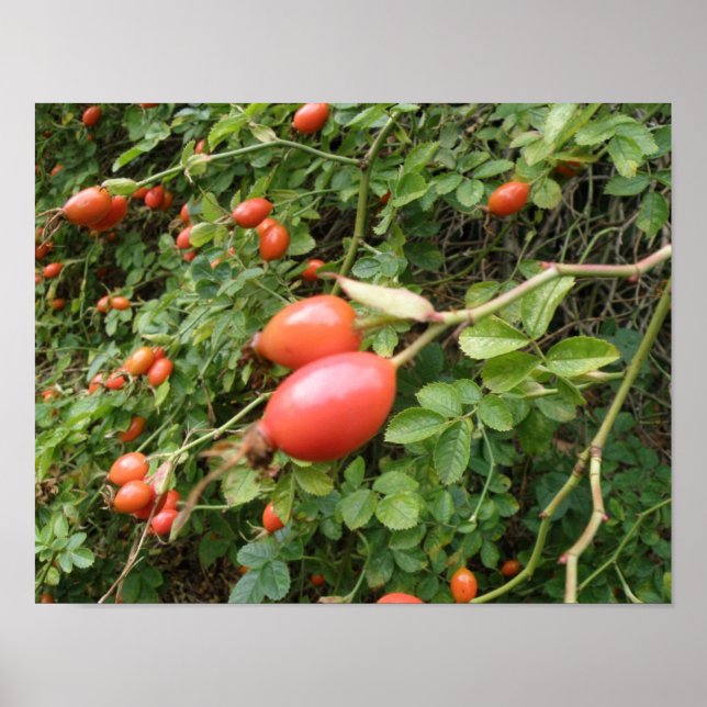 Affiche Cynorhodons Rouges Juteux Imprimé (Devant)
