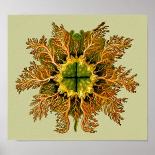 Affiche Cynthia melocactus Ernst Haeckel Fine Art