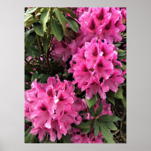 Affiche Cynthia Rhododendrons, Oregon