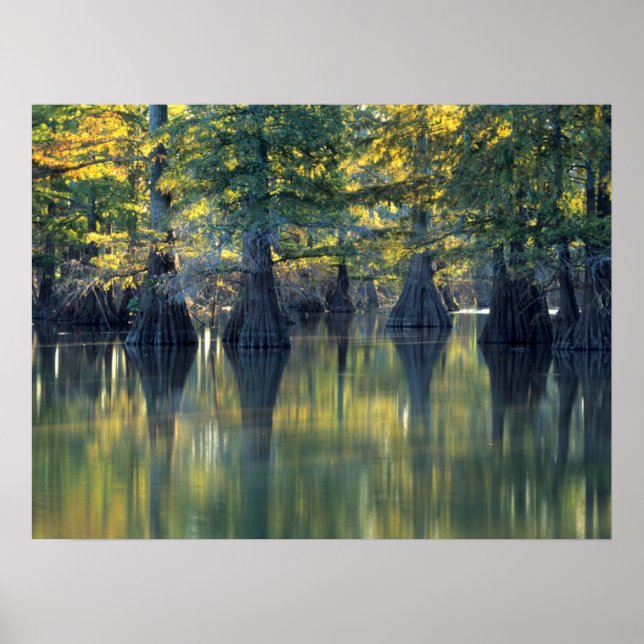 Affiche Cyprès Bald Arbres | Horseshoe Lake Illinois (Devant)