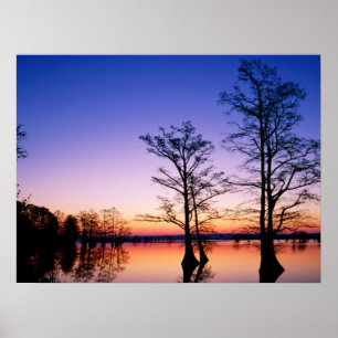 Affiche Cyprès Bald Arbres Réserve nationale de faune, T