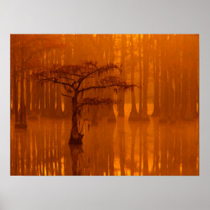 Affiche Cypress Trees George Smith State Park