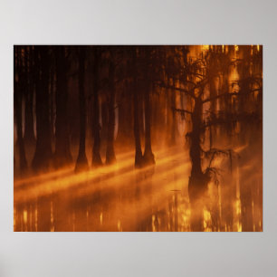 Affiche Cypress Trees Parc d'état George Smith