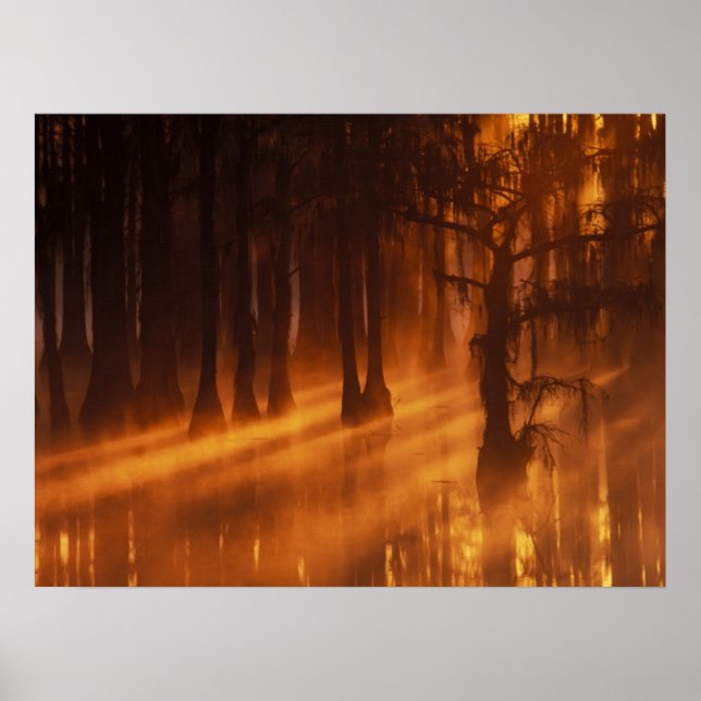 Affiche Cypress Trees | Parc d'état George Smith (Devant)
