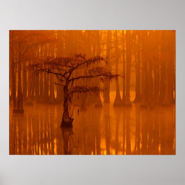 Affiche Cypress Trees | Parc d'état George Smith (Devant)