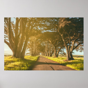 Affiche Cypress Tunnel Point Reyes