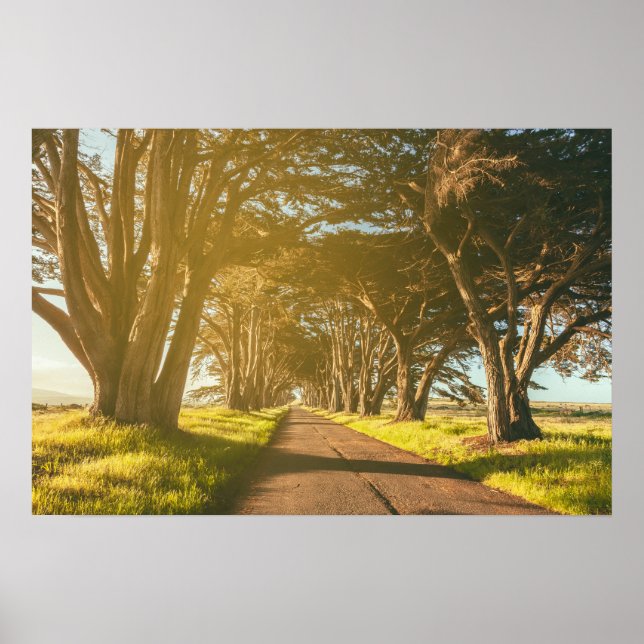 Affiche Cypress Tunnel Point Reyes (Devant)
