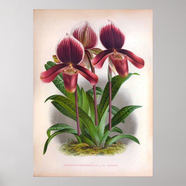 Affiche Cypripedium Harrisianum Orchidées Vintages roses p (Devant)