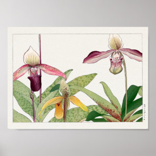 Affiche Cypripedium par Tanigami Konan