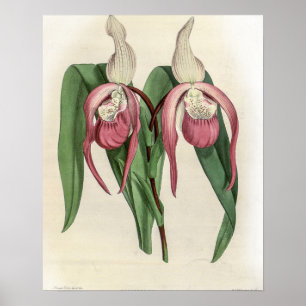 Affiche Cypripedium Schroderae Orchid