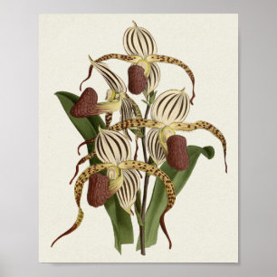 Affiche Cypripedium Stonei