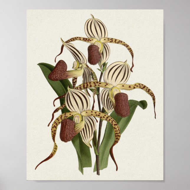 Affiche Cypripedium Stonei (Devant)