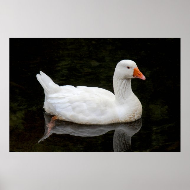 Affiche  Czech Goose. Roath Park Lake, Cardiff, Wales Post (Devant)
