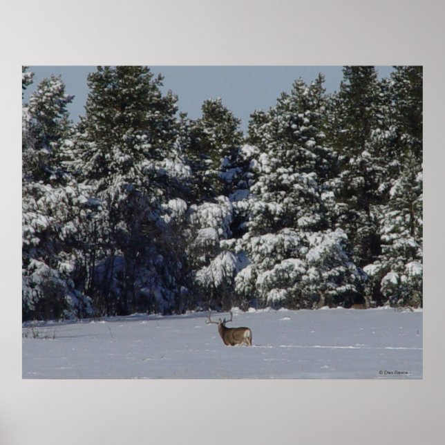 Affiche D17 Mule Deer Buck in Snowy SpruceTrees (Devant)